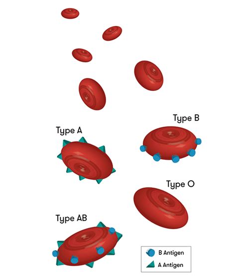 Blood types: the not so bleeding obvious - Curious