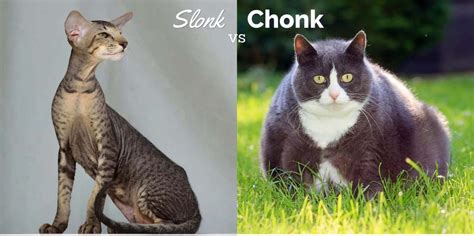 Slonk vs Chonk: What's the Difference? - Cat-World