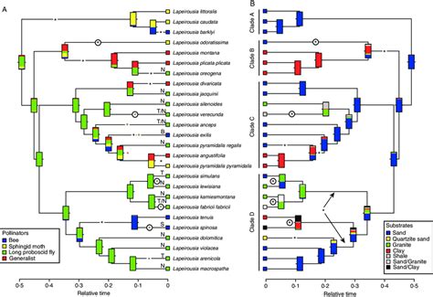 Maximum-likelihood optimizations of pollination syndromes (A) and... | Download Scientific Diagram