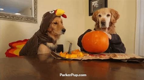 Golden Retriever Halloween GIF - Find & Share on GIPHY