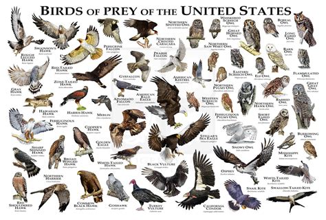 Birds of Prey of the United States Poster/field Guide - Etsy Canada