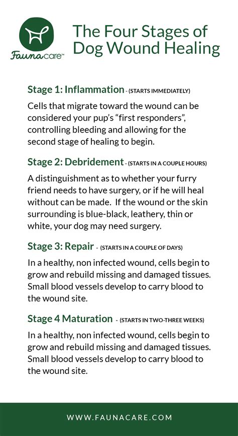 The Four Stages of Dog Wound Healing - Fauna Care