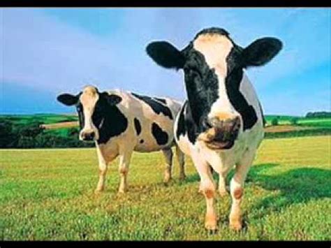 cows - sound effect - YouTube