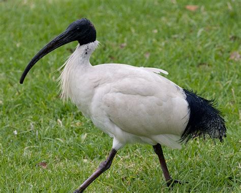 Australian White Ibis. "Threskiornis moluccus". | Ibis, Funny birds, Australian birds