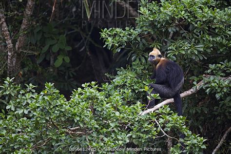 Cat Ba Langur stock photo - Minden Pictures