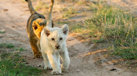 White Lions Cubs