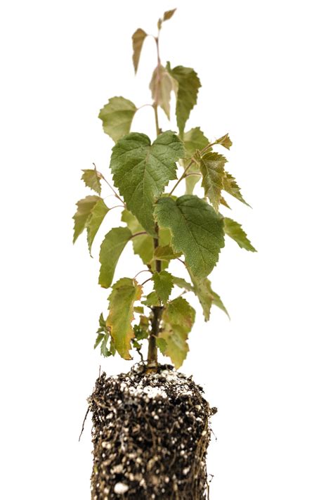 Silver Birch | Medium Tree Seedling – The Jonsteen Company