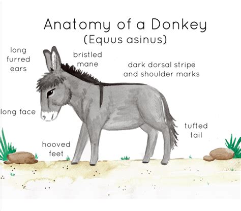 Anatomy of a Donkey by Teach Simple