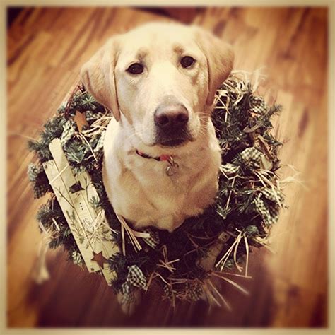 The 25+ best Dog christmas cards ideas on Pinterest | Dog christmas ...