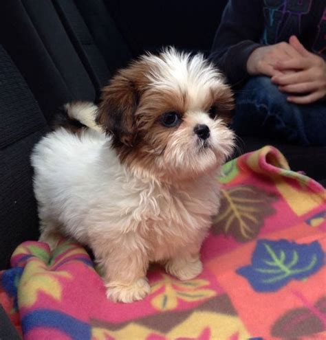 Shih Tzu | A Definitive Ranking Of The Cutest Puppies | Happy National Puppy Day! Tiny Puppies ...