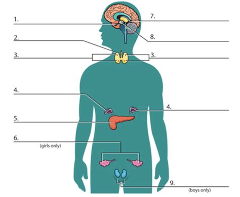 Endocrine System