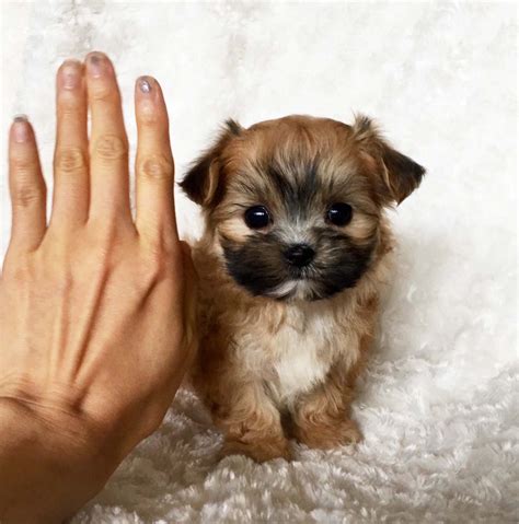 Micro Teacup Morkie Puppy For sale! XX Cobby and square bodied! | iHeartTeacups