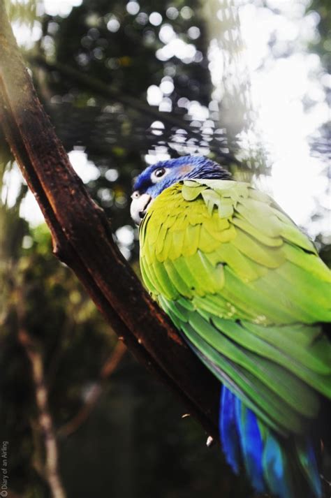 Iguazu Falls: Birds of of Paradise | Diary of an Airling