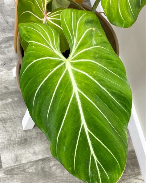 Philodendron gloriosum, Philodendron gloriosum | PlantVine