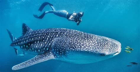 Whale shark sighting season in Cancun 2017 – Bekare Transfers Blog