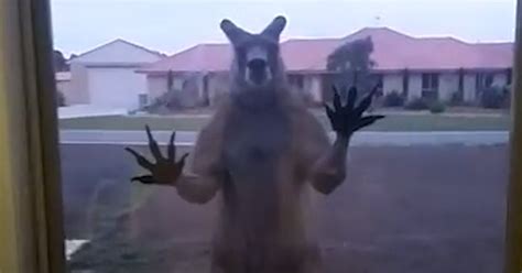 Scary Kangaroo makes a home visit! For animal people. Pass it on. Black Butler Anime, Hilarious ...