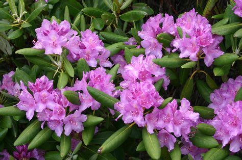 Growing Rhododendron: Caring For Rhododendrons In The Garden ...