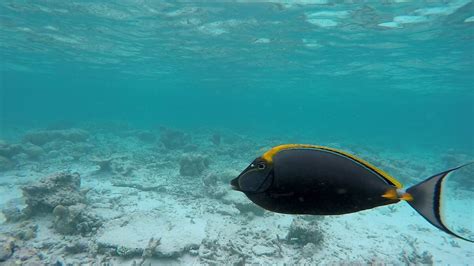 Snorkeling in Vilamendhoo Island Resort & Spa | Snorkeling the Maldives