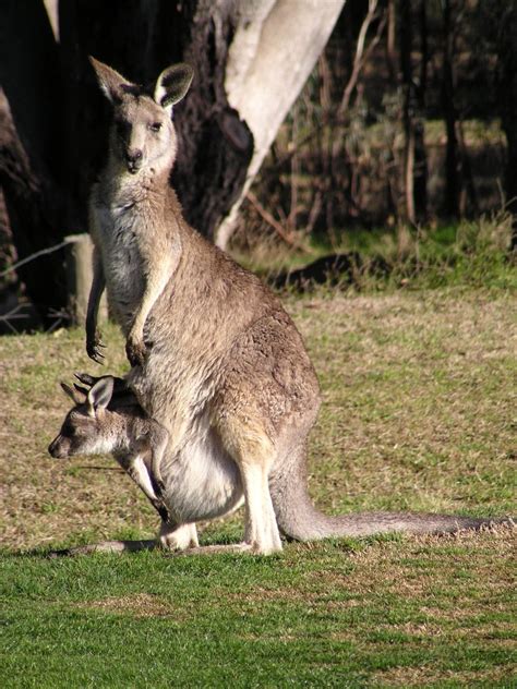 kangaroo and joey Free Photo Download | FreeImages