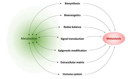 Metabolism in Cancer Metastasis: Bioenergetics, Biosynthesis and Beyond ...