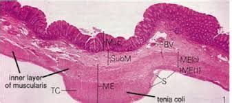 Image result for teniae coli histology | Large intestine, Intestines