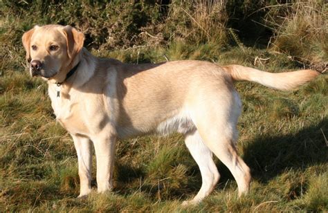 Labrador Retriever - Wikipedia