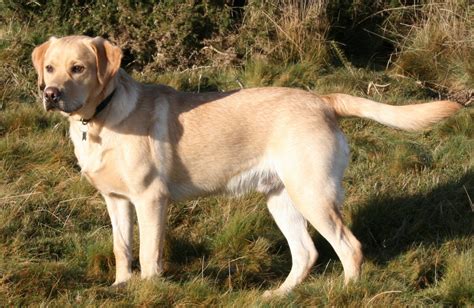 Labrador Retriever - Wikipedia