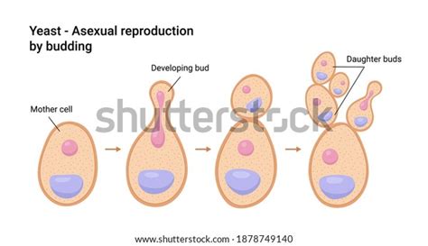 4,609 Budding Reproduction Images, Stock Photos & Vectors | Shutterstock