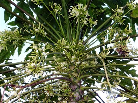 Papaya #8: MALE FLOWER | An young, male Papaya tree full of … | Flickr