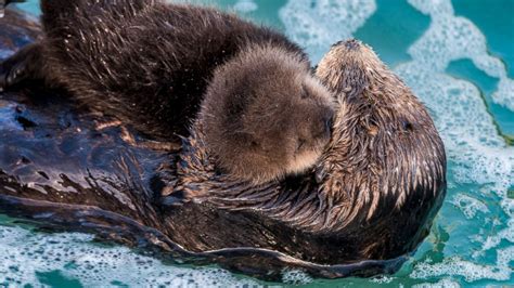 Newborn Sea Otter Pup Bonds With Mother in Adorable Photos - ABC News