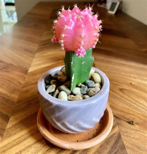 Why is Your Moon Cactus Dying and Can It Be Saved? | A Natural Curiosity