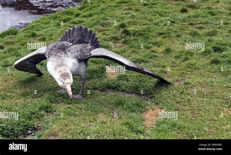 giant petrel displaying with Its folded dropped wings Stock Photo - Alamy