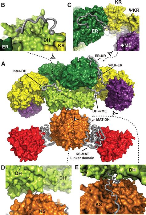 The Crystal Structure of a Mammalian Fatty Acid Synthase | Science