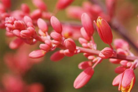 5 Reasons to Plant a Red Yucca - Native Backyards