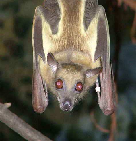 Straw-Colored Fruit Bats - Discover Akron Zoo Mammals