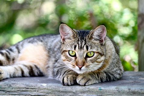 American Shorthair Sitting on Wooden Table | Cats Free Stock Photos | Gatos grises, Gatos, Curl ...