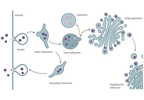 Zerial Lab - Biogenesis of Early Endosomes