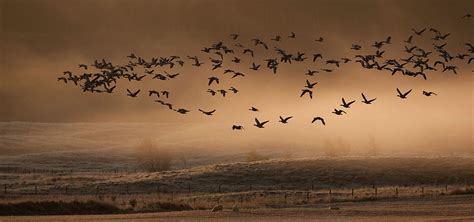 How to Photograph Flocks of Birds | Nature TTL