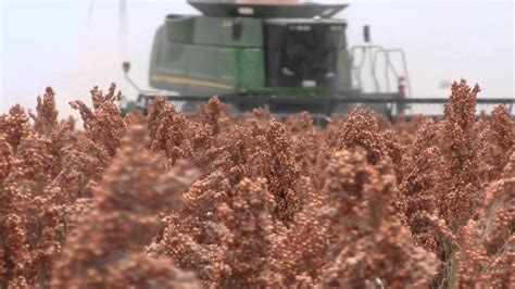 2012 South Texas Grain Sorghum Harvest - YouTube