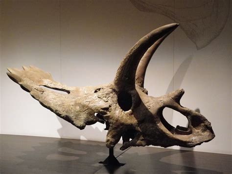 Anchiceratops | Anchiceratops skull, Royal Tyrrell Museum, D… | Flickr