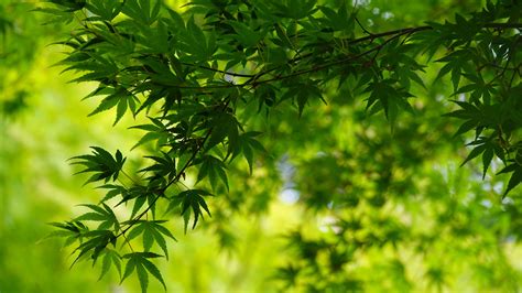 Green Leafed Trees Branches In Blur Green Leaves Background 4K HD ...