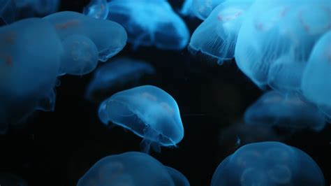 🔥 [50+] Live Jellyfish Wallpapers | WallpaperSafari