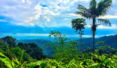 El Yunque National Forest, Puerto Rico - World Tribune