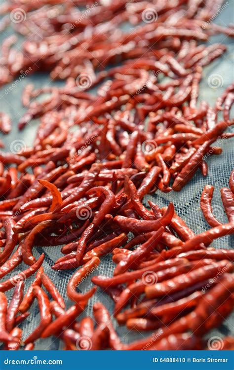 Drying hot peppers stock photo. Image of drying, close - 64888410