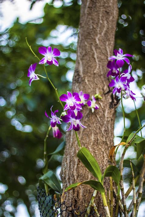 Types of Monocot Flowers | Hunker