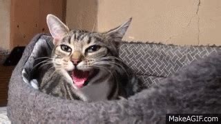 Cat GIF - Find & Share on GIPHY