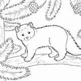 Coloring Pages Animal Sable 10 Pcs  Download Or Print For Free 731 sketch template