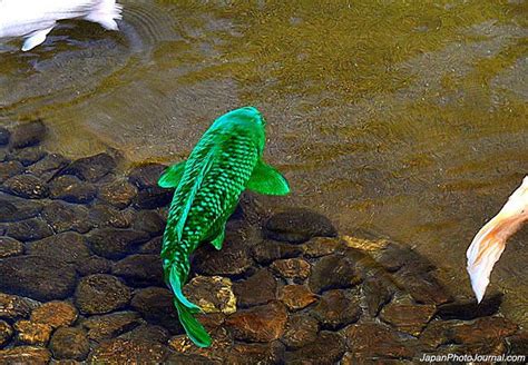 green koi fish Green koi fish tattoo meaning picture pictures to pin on pinterest - koifishusa