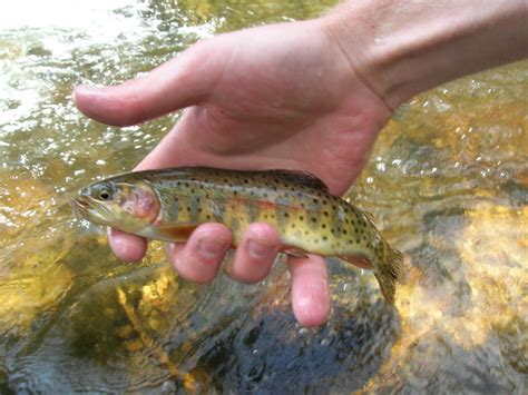 "Cutbow" Trout | Flickr - Photo Sharing!