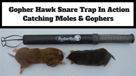 Proven Techniques for EASY Gopher & Mole Trapping